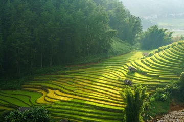 Papier Peint Lavable Mu Cang Chai Terraced rice field in harvest season in Mu Cang Chai, Vietnam.