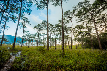 Obraz na płótnie Canvas Pine forest in Thailand
