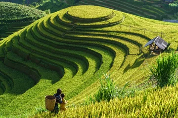 Foto op Plexiglas Mu Cang Chai Terrasvormig padieveld in oogstseizoen in Mu Cang Chai, Vietnam. Mam Xoi populaire reisbestemming.