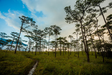 Fototapeta na wymiar Pine forest in Thailand