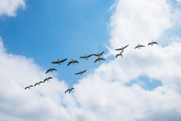 Fliegende Gänse am Himmel, Blick von unten