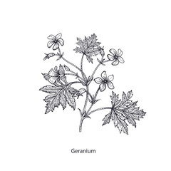Medical flower geranium.