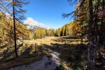 Fototapeta na wymiar Dolomites. Wonder in the larch forest. Autumn...