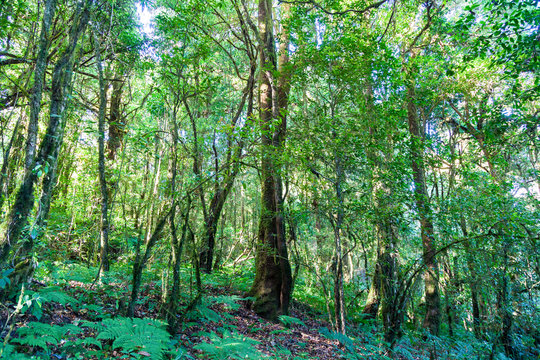 Fototapeta Topical Forest in Chiang Mai, Thailand