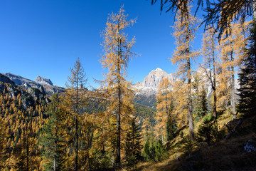 Dolomites. Wonder in the larch forest. Autumn...
