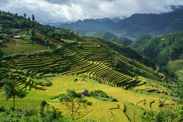 Terraced rice field in harvest season in Mu Cang Chai, Vietnam.