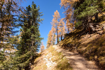 Obraz premium Dolomites. Wonder in the larch forest. Autumn...
