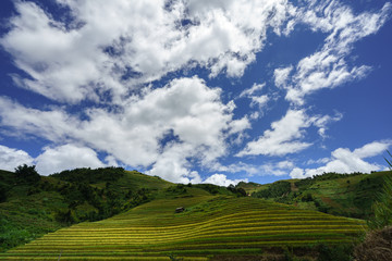 Terraced rice field in harvest season with white clouds and blue sky in Mu Cang Chai, Vietnam.