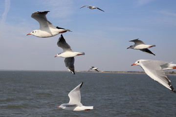 Seagulls in flight. Sea birds.