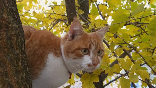 Cute white-and-red cat in a red collar on the autumn tree. Cat is staring at something