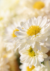 White chrysanthemum flowers. Selective focus 