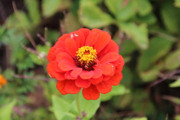 Bright zinnia in the garden
