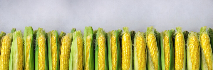Fresh corn on cobs on light grey concrete background, closeup, top view, copy space. Banner © jchizhe