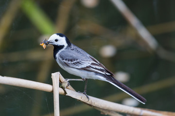 white wagtail (Motacilla alba alba) insects in beak