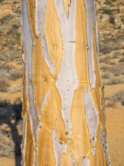 Kokerboom or Quiver Tree