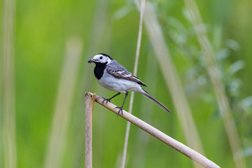 white wagtail (Motacilla alba alba) insects in beak