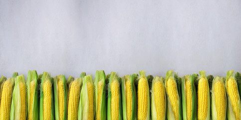 Fresh corn on cobs on light grey concrete background, closeup, top view, copy space. Banner © jchizhe