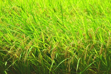 実る稲穂、日本米