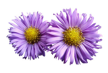 Flowers of pink daisies on white isolated background. Two chamomiles for design. View from above. Close-up. Nature.
