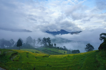 Terraced rice field landscape in harvesting season with low clouds in Y Ty, Bat Xat district, Lao Cai, north Vietnam