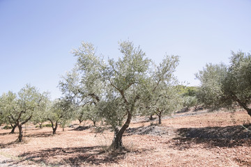 Greece Olive Trees