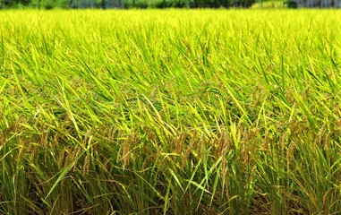 稲穂の風景、日本