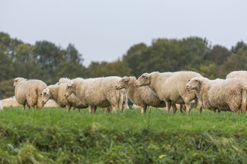 sheeps on a meadow
