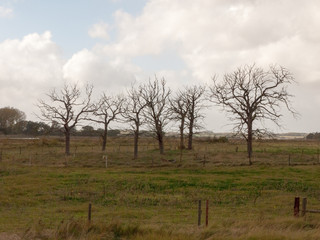 Fototapeta premium beautiful bare tree standing structures branches reaching out in country side field