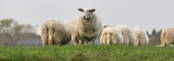 Cercles muraux Moutons moutons dans un pré