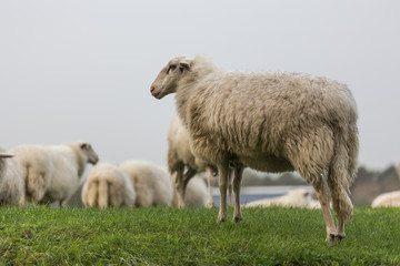 Fototapeta premium sheeps on a meadow