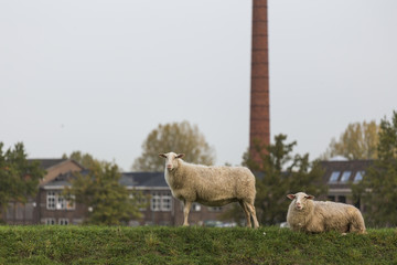 Fototapeta premium sheeps on a meadow