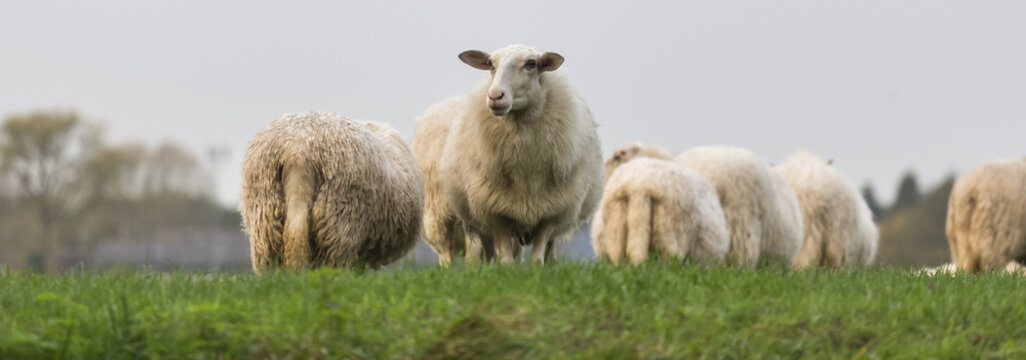 Sheeps On A Meadow