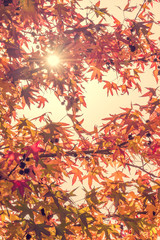 Autumn maple leaves with sunbeam, looking up in a forest in autumn, vintage process