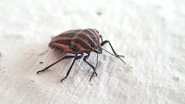 Striped shield beetle