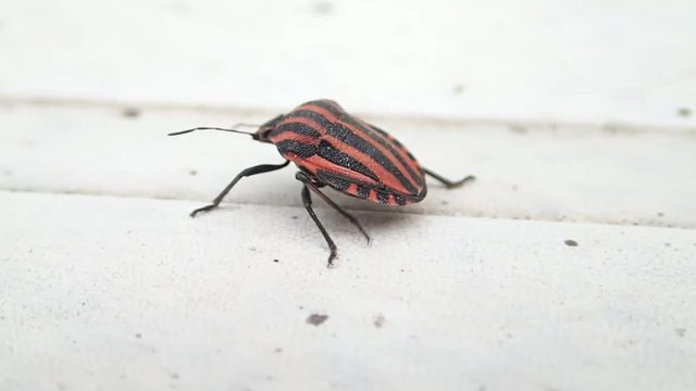 Striped shield beetle walking 