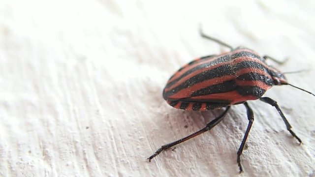 Striped shield beetle moving slowly 