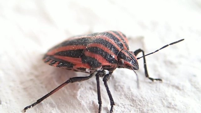 Striped shield beetle moving a little