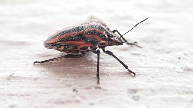 Striped shield beetle moving its antennas