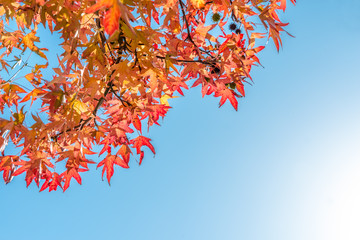 Autumn maple leaves and blue sky with copy space, autumnal background