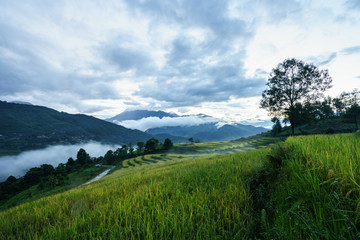 Terraced rice field landscape in harvesting season with low clouds in Y Ty, Bat Xat district, Lao Cai, north Vietnam