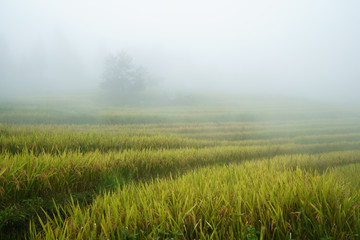 Obraz na płótnie Canvas Terraced rice field landscape with misty clouds of Y Ty, Bat Xat district, Lao Cai, north Vietnam