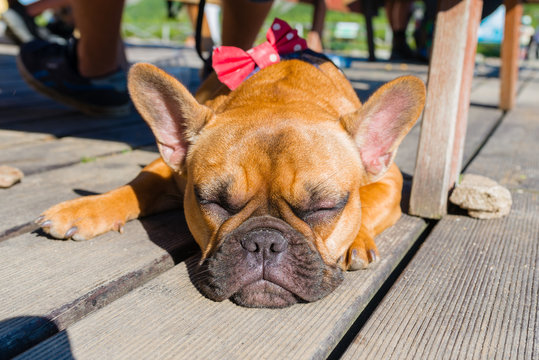 French bulldog sleeping on brown terrace