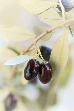 Close-up of ripe black olives on a soft background