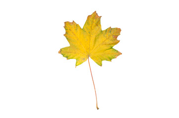 Canadian maple tree fallen leaf isolated on white background.