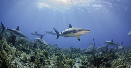 School of caribbean reef sharks swim over the coral reef, Gardens of the Queens, Cuba.