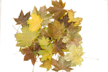 Bunch of fallen canadian maple tree leaves isolated on white background. Autumn foliage.