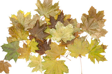 Bunch of fallen canadian maple tree leaves isolated on white background. Autumn foliage.