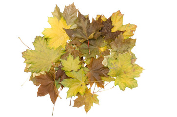 Bunch of fallen canadian maple tree leaves isolated on white background. Autumn foliage.