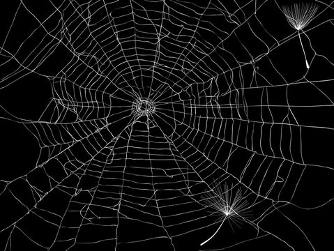 spider web with dandelion seeds on black