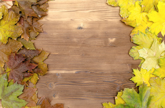 Canadian maple autumn leaves on wooden board surface background with copy space. Autumn background.
